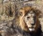 Avistan supuesto león en Yauhquemehcan; presuntamente ha devorado varios canes